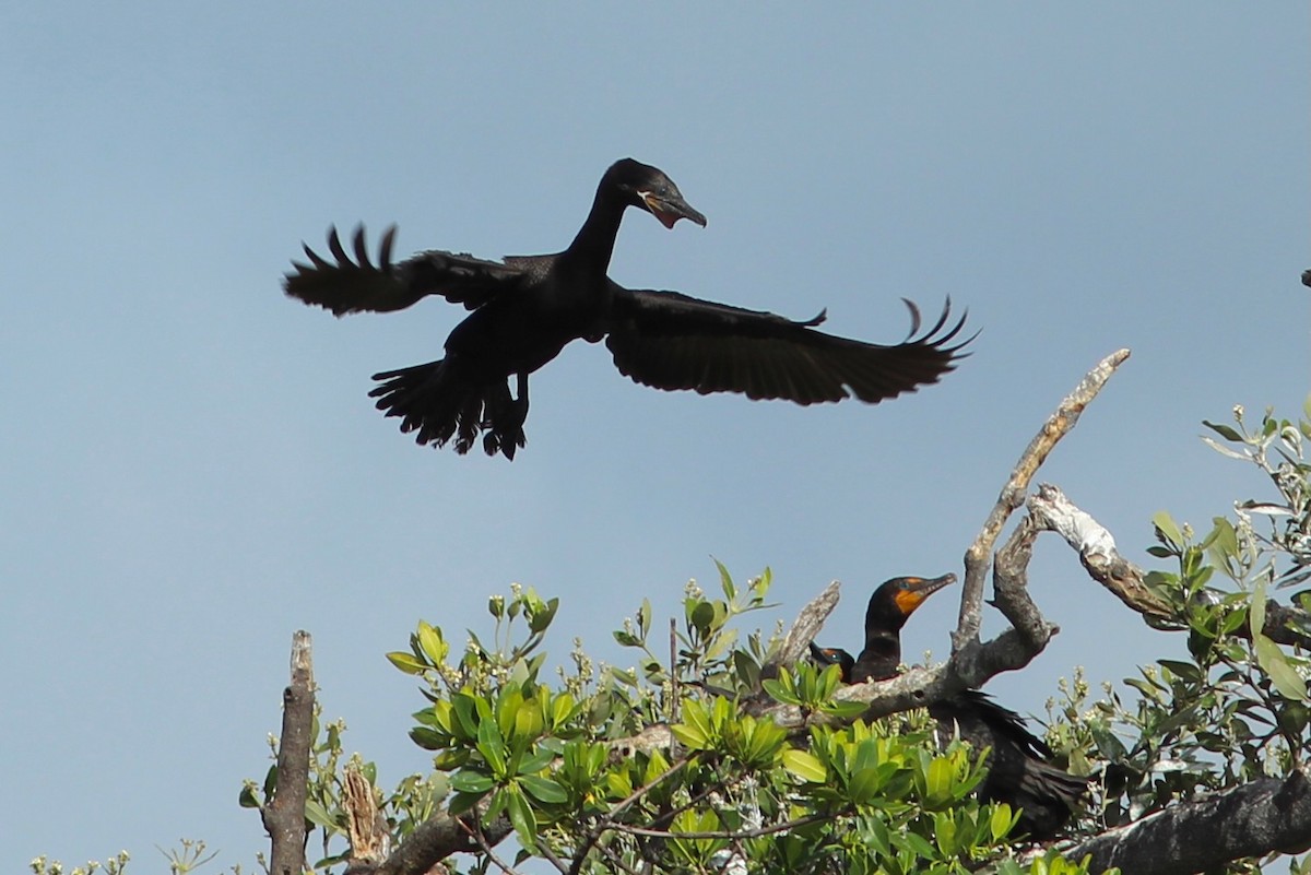 Neotropic Cormorant - ML620643990