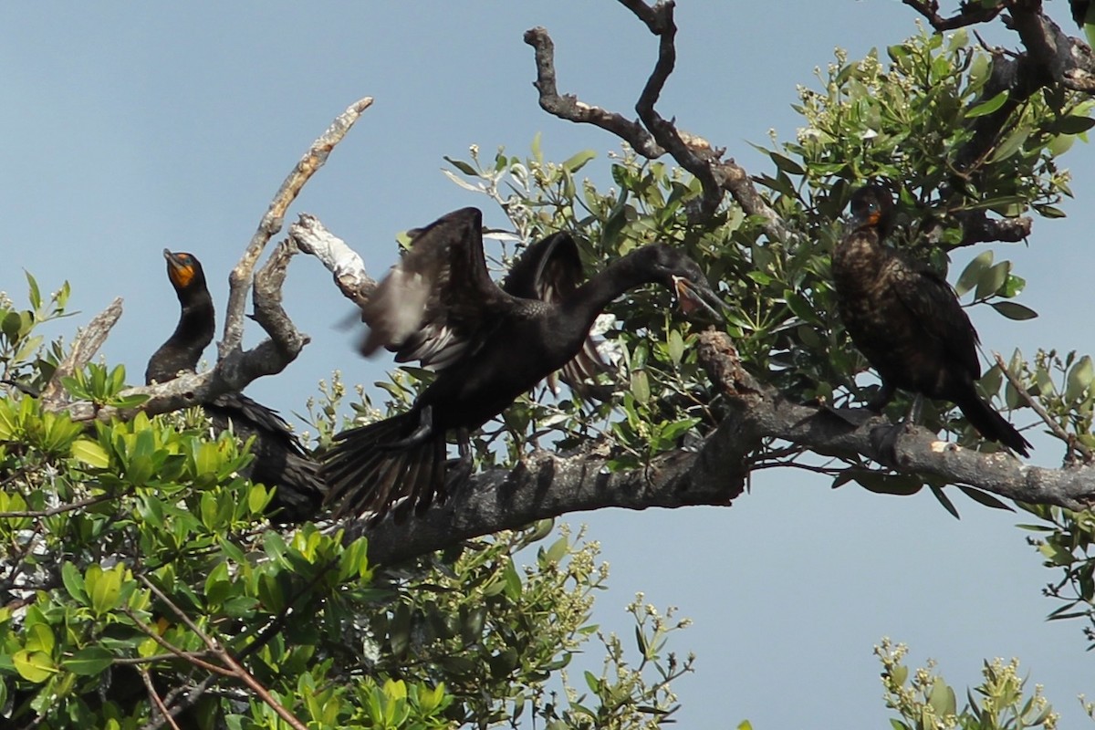 Neotropic Cormorant - ML620643991