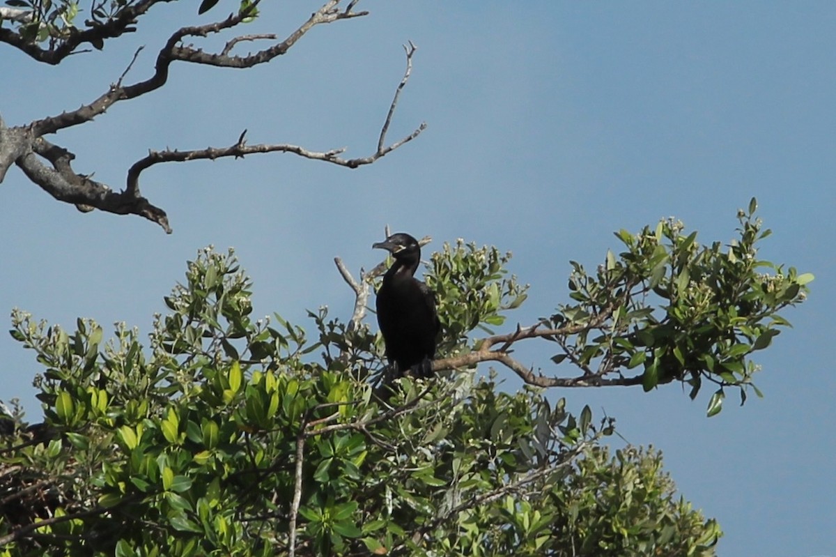 Cormoran vigua - ML620643993