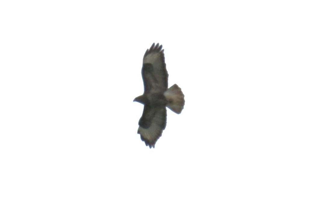 Common Buzzard - ML620643994