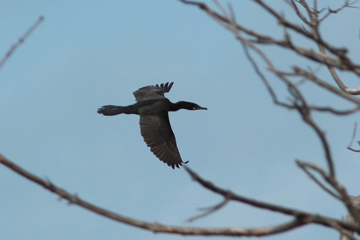 Neotropic Cormorant - ML620643999