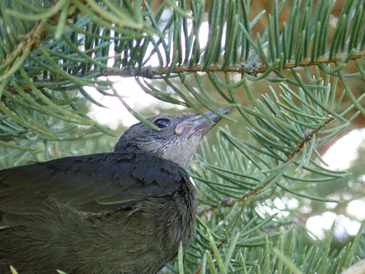 Brewer's Blackbird - ML620644002