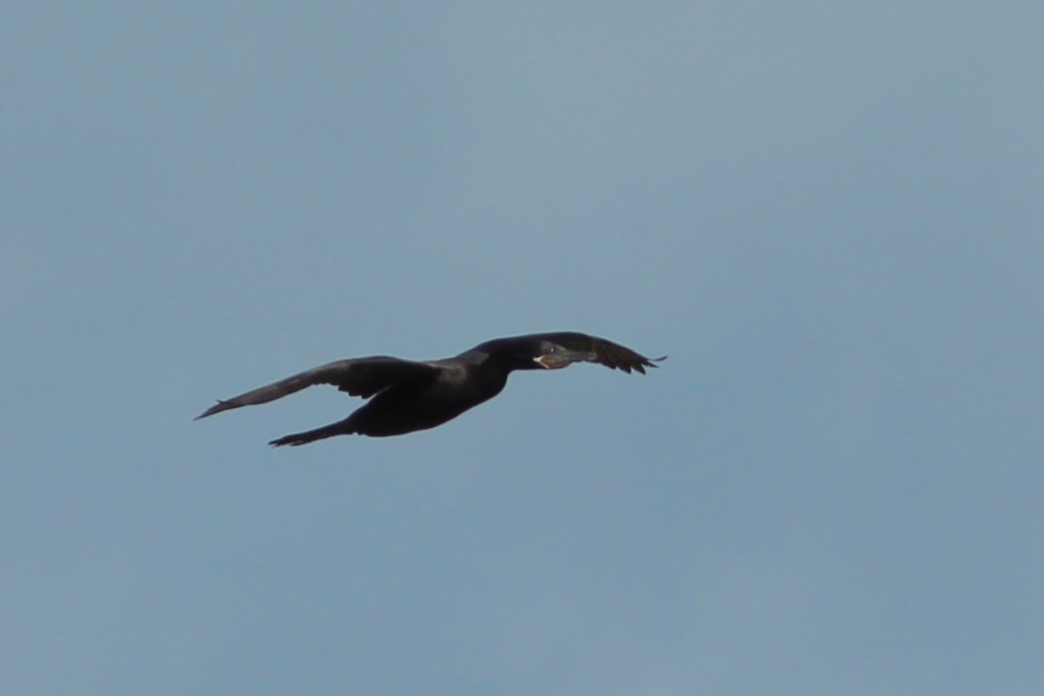 Neotropic Cormorant - ML620644003