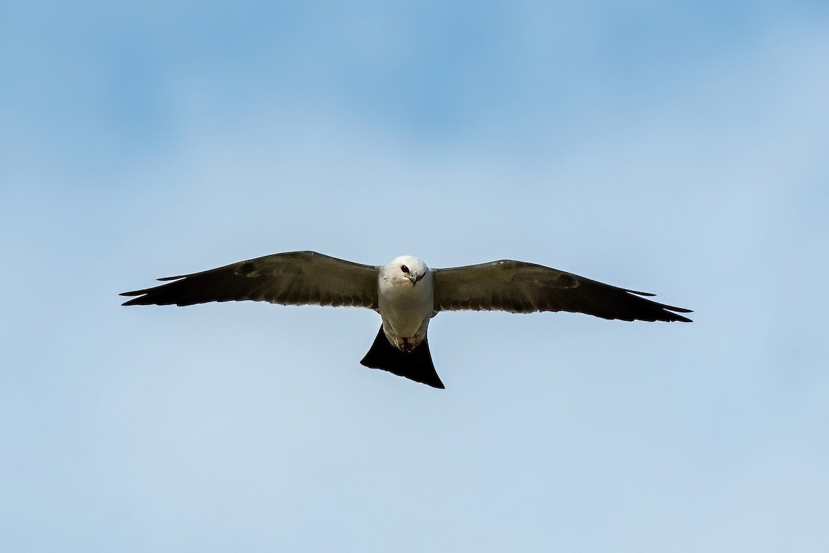 Mississippi Kite - ML620644004