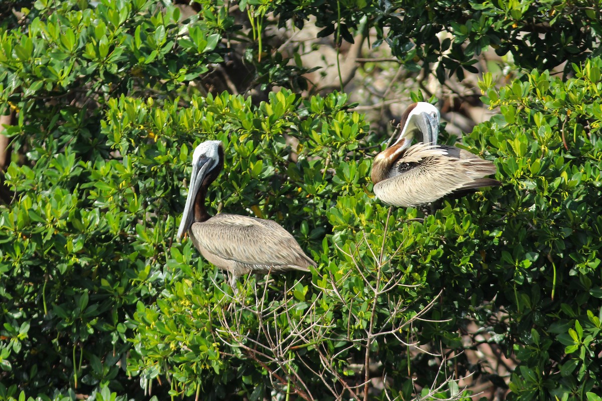 Бурый пеликан (carolinensis) - ML620644005