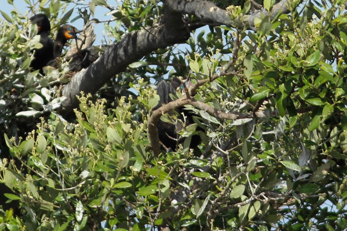 Cormorán Biguá - ML620644013