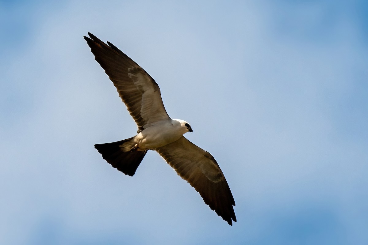 Mississippi Kite - ML620644015