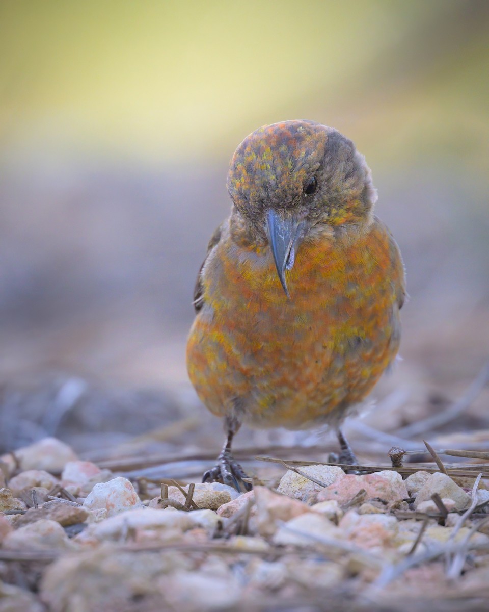 Red Crossbill - ML620644018