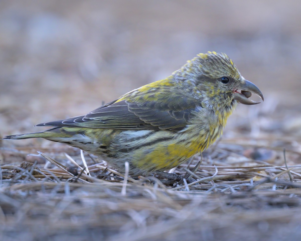 Red Crossbill - ML620644021