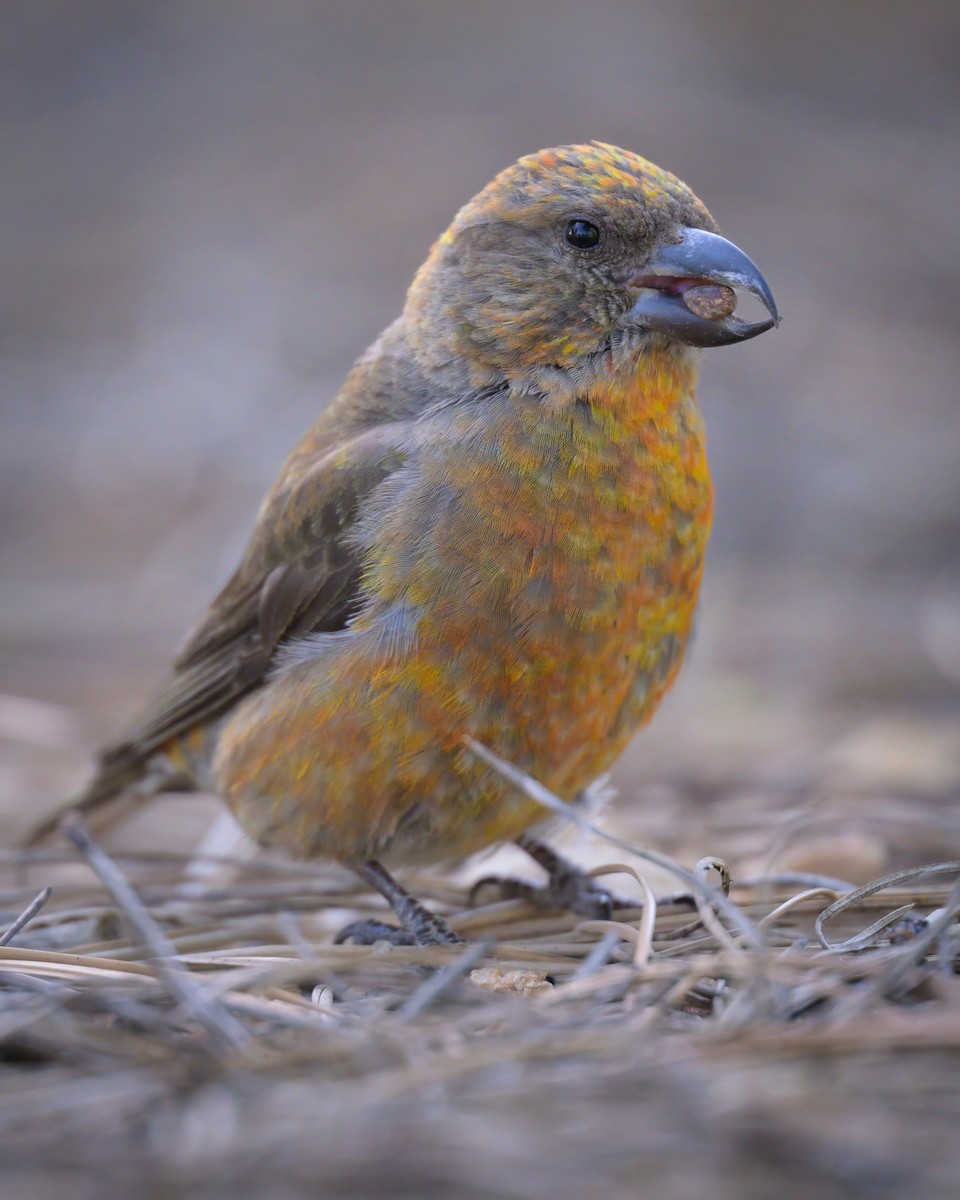 Red Crossbill - ML620644024