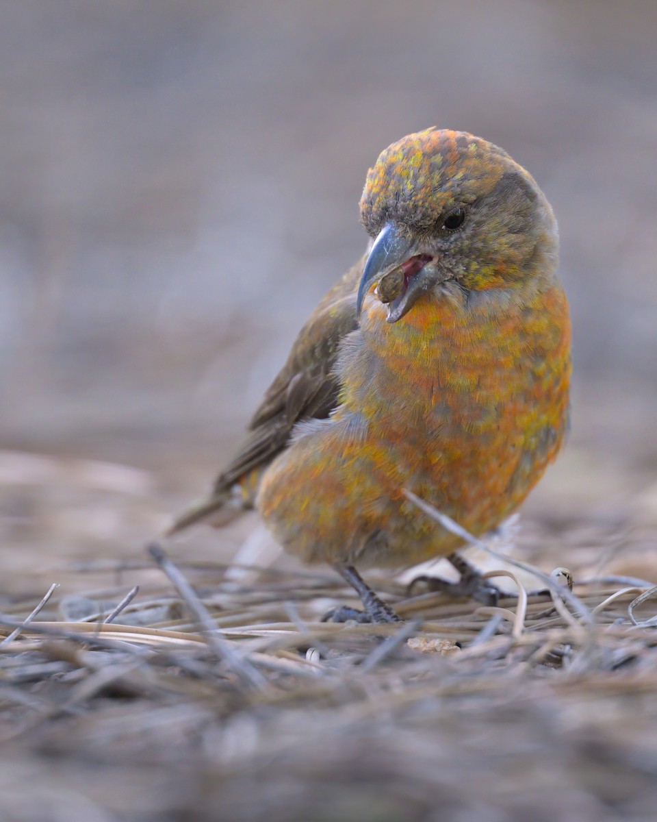 Red Crossbill - ML620644027