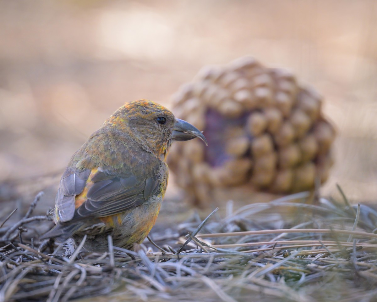 Red Crossbill - ML620644028