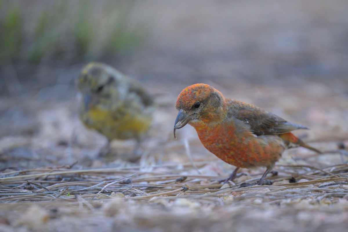 Red Crossbill - ML620644030