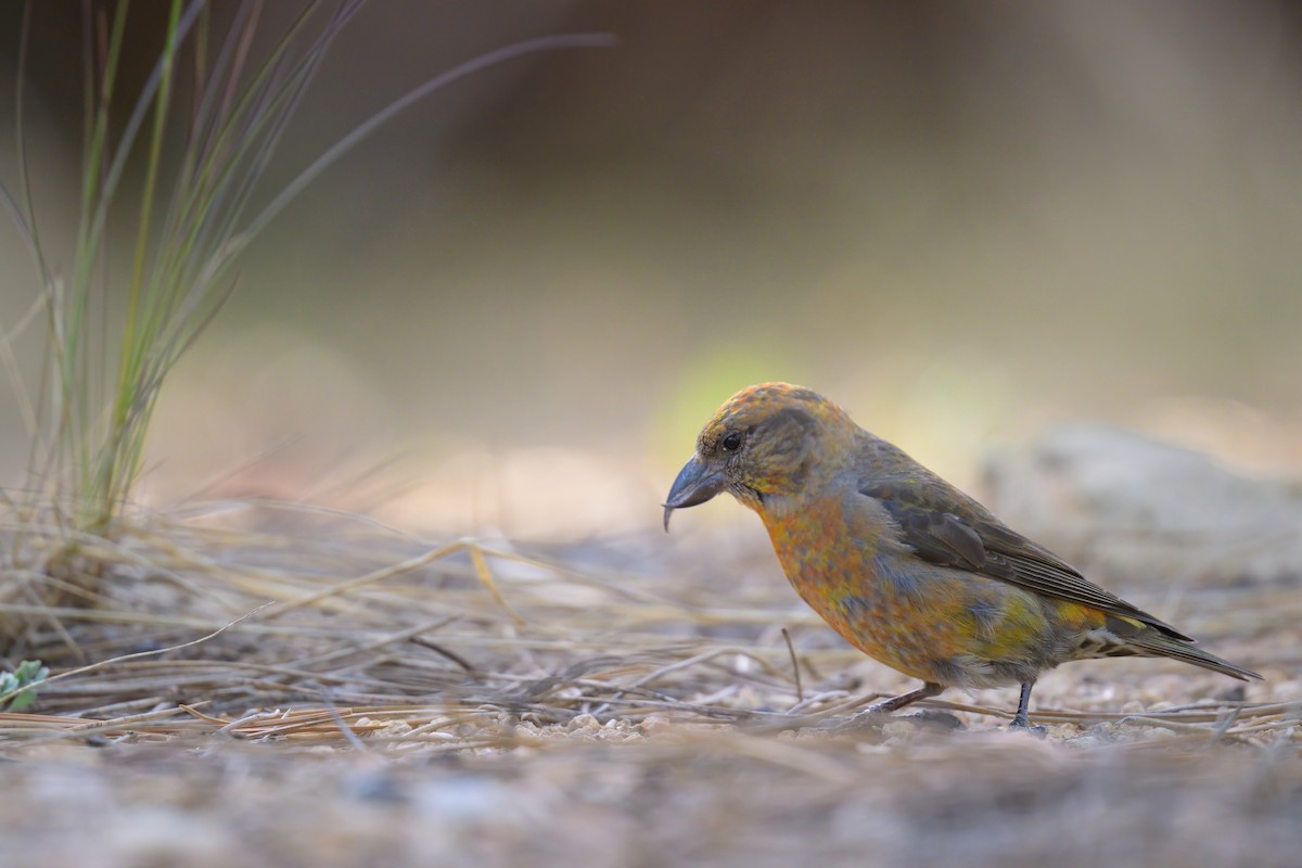 Red Crossbill - ML620644031