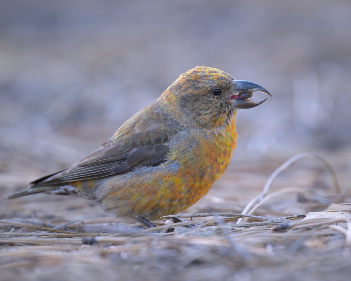 Red Crossbill - ML620644032