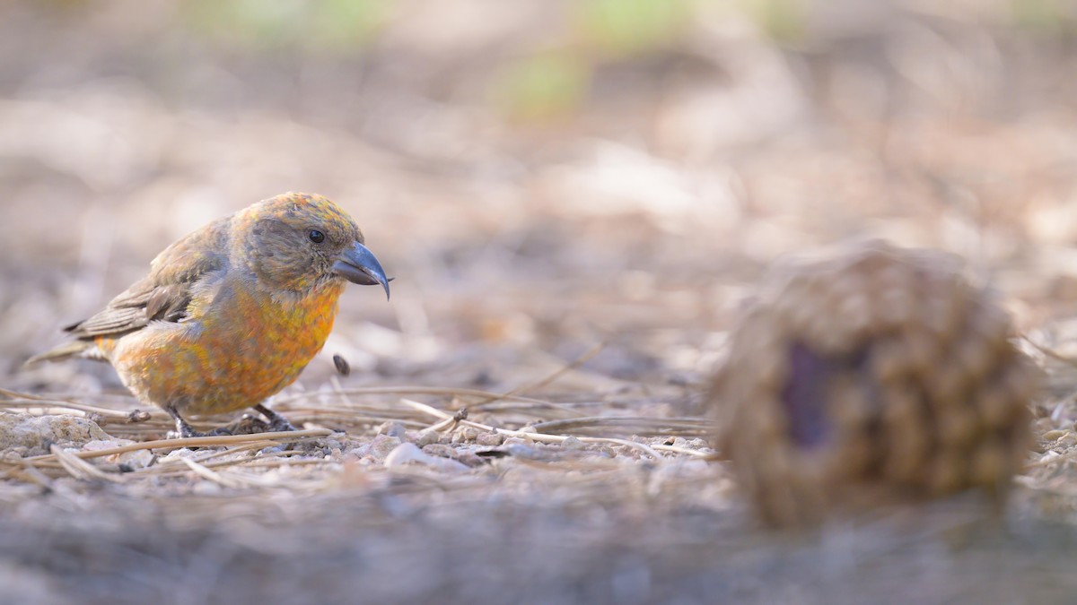 Red Crossbill - ML620644033