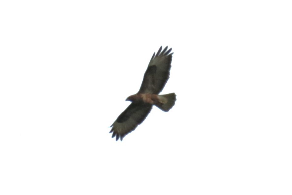 Common Buzzard - ML620644034