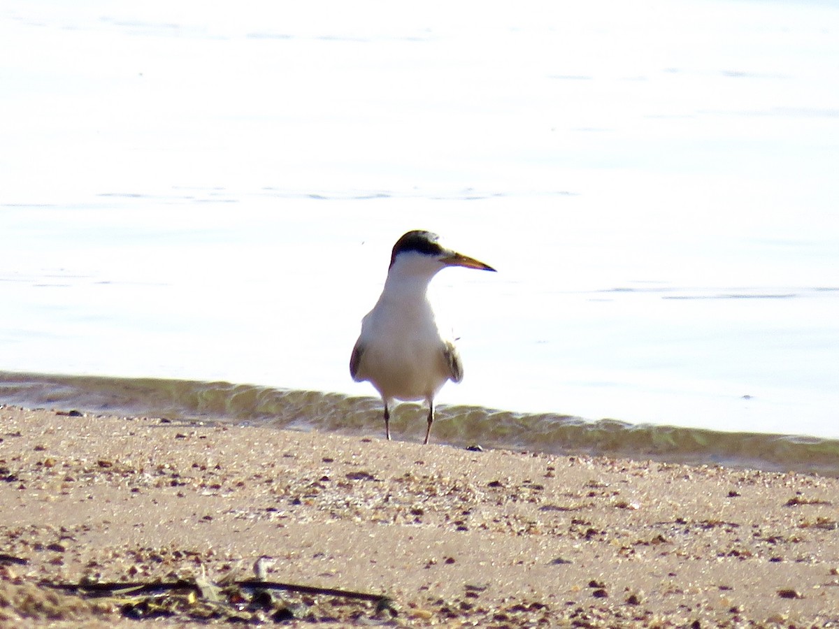 Least Tern - ML620644036