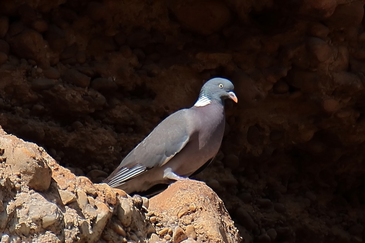 Common Wood-Pigeon - ML620644037