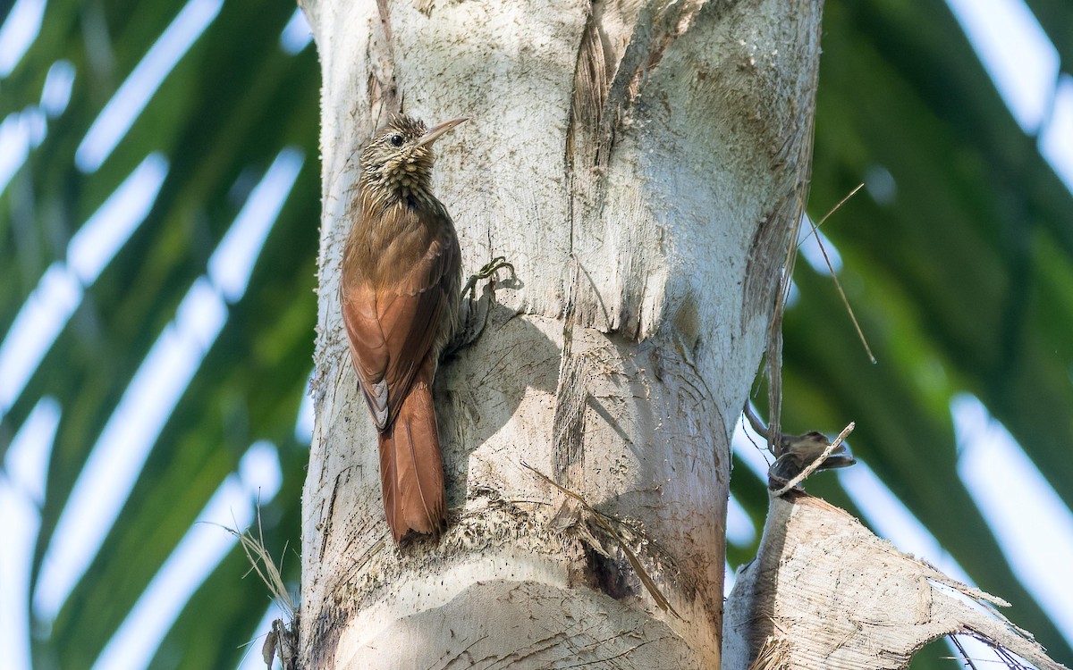 Streak-headed Woodcreeper - ML620644039