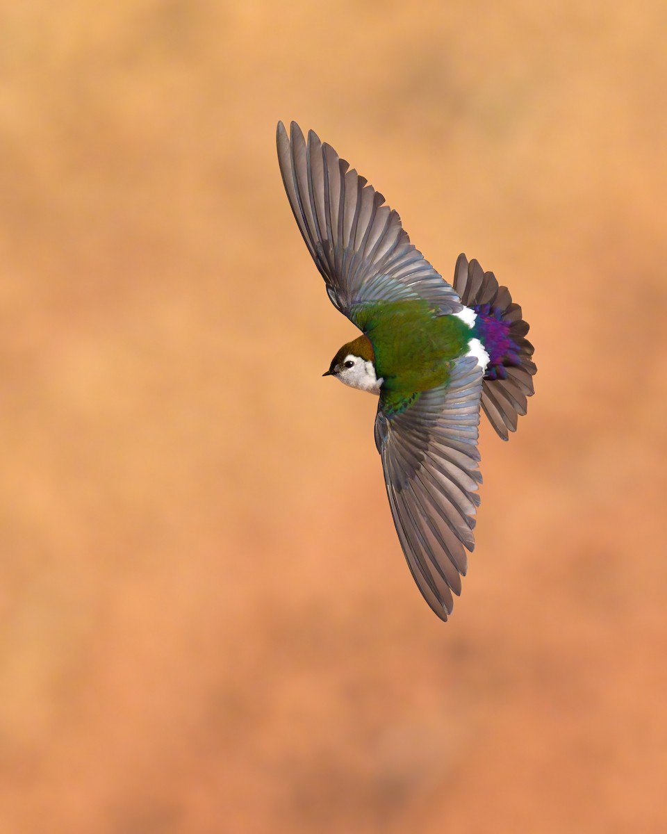 Violet-green Swallow - ML620644040