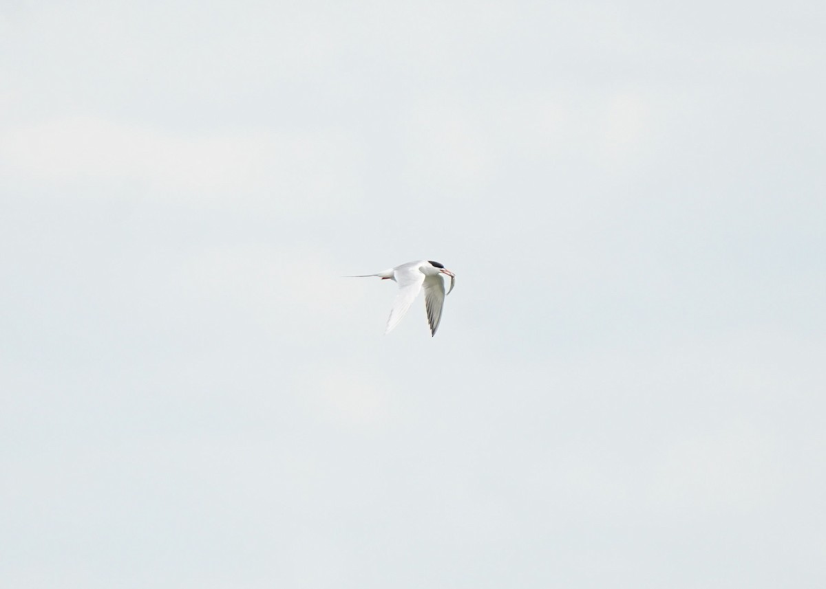 Forster's Tern - Pam Hardy