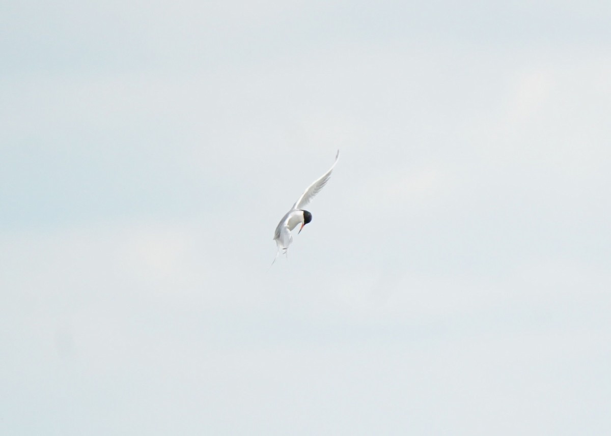 Forster's Tern - ML620644042