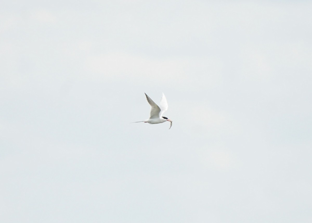 Forster's Tern - ML620644043