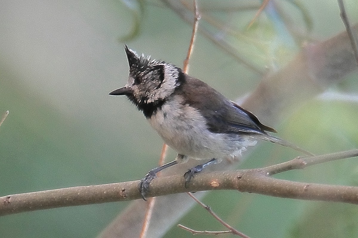 Crested Tit - ML620644044