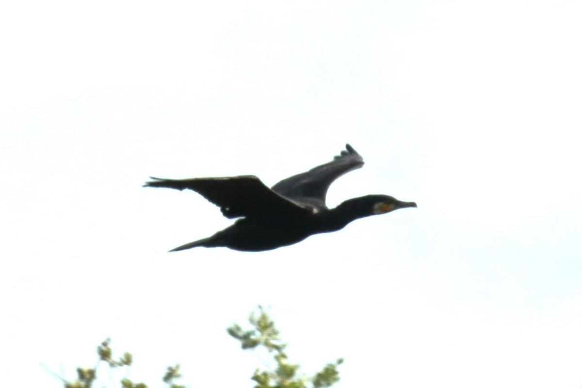 Great Cormorant - Jan Roedolf