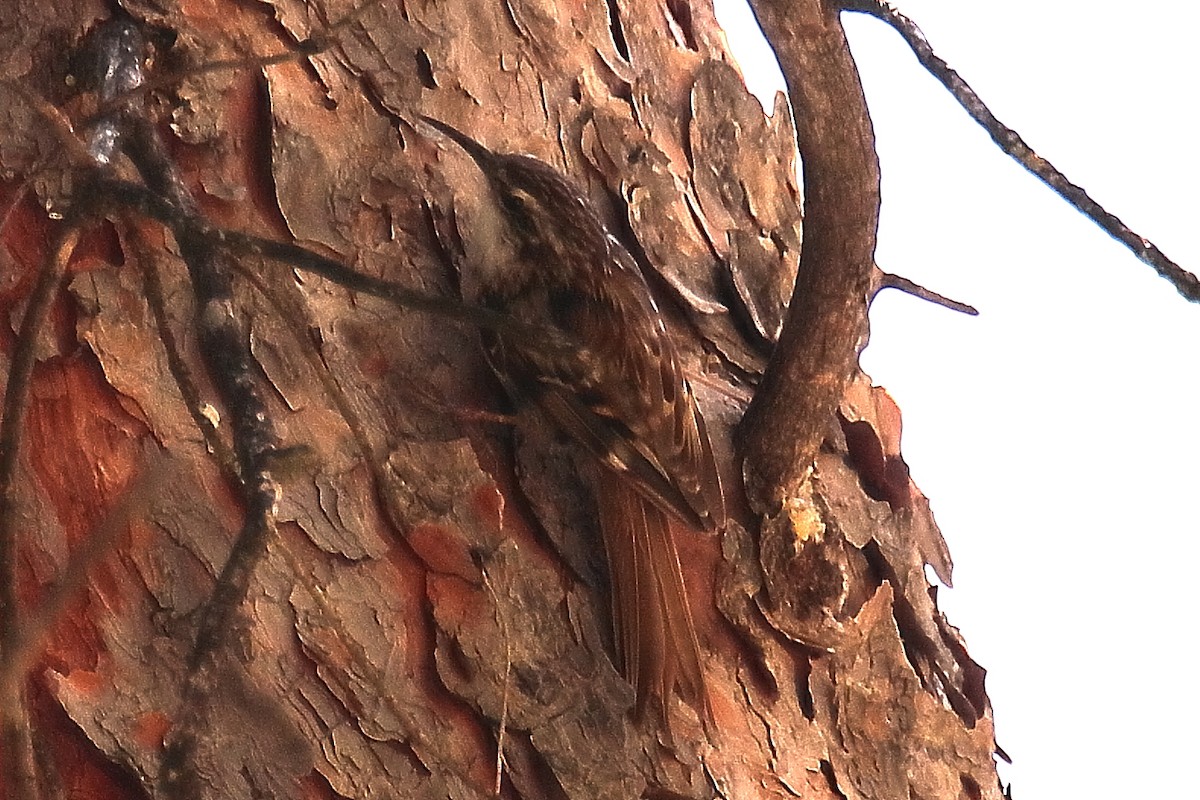 Short-toed Treecreeper - ML620644046