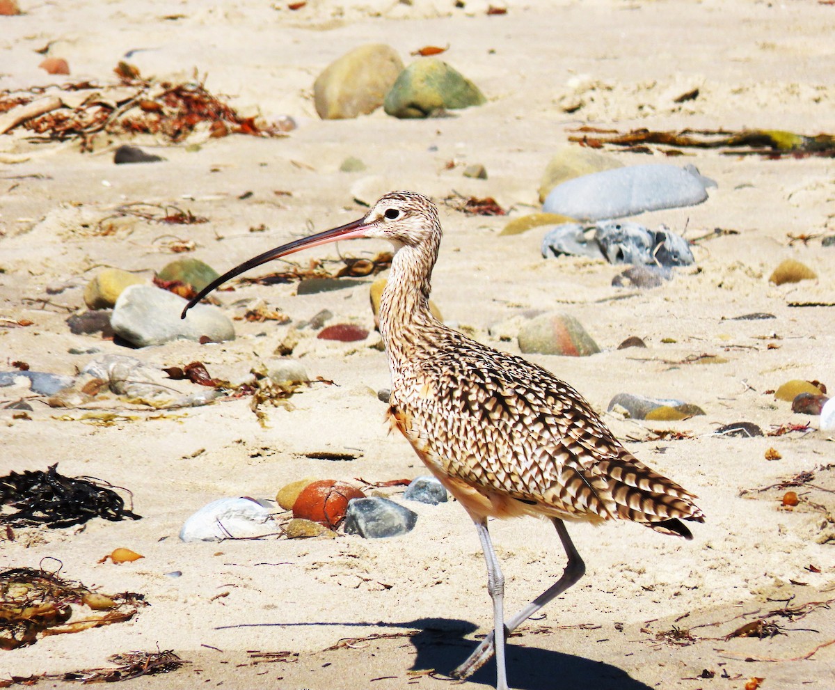 Long-billed Curlew - ML620644047