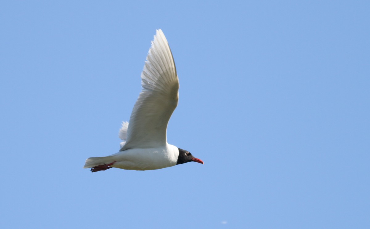 Gaviota Cabecinegra - ML620644048