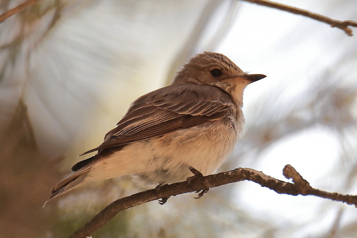 Spotted Flycatcher - ML620644049