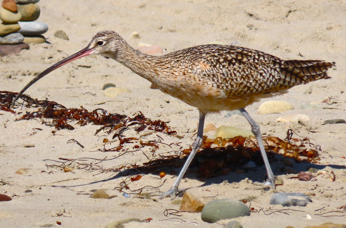 Long-billed Curlew - Sandy Winkler