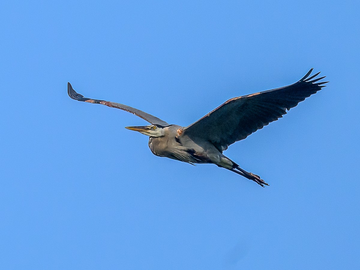 Great Blue Heron - ML620644051