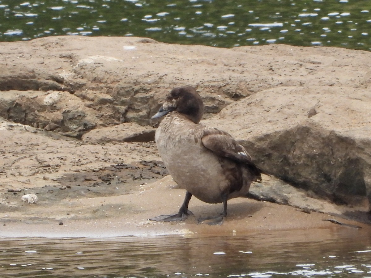 White-winged Scoter - ML620644053