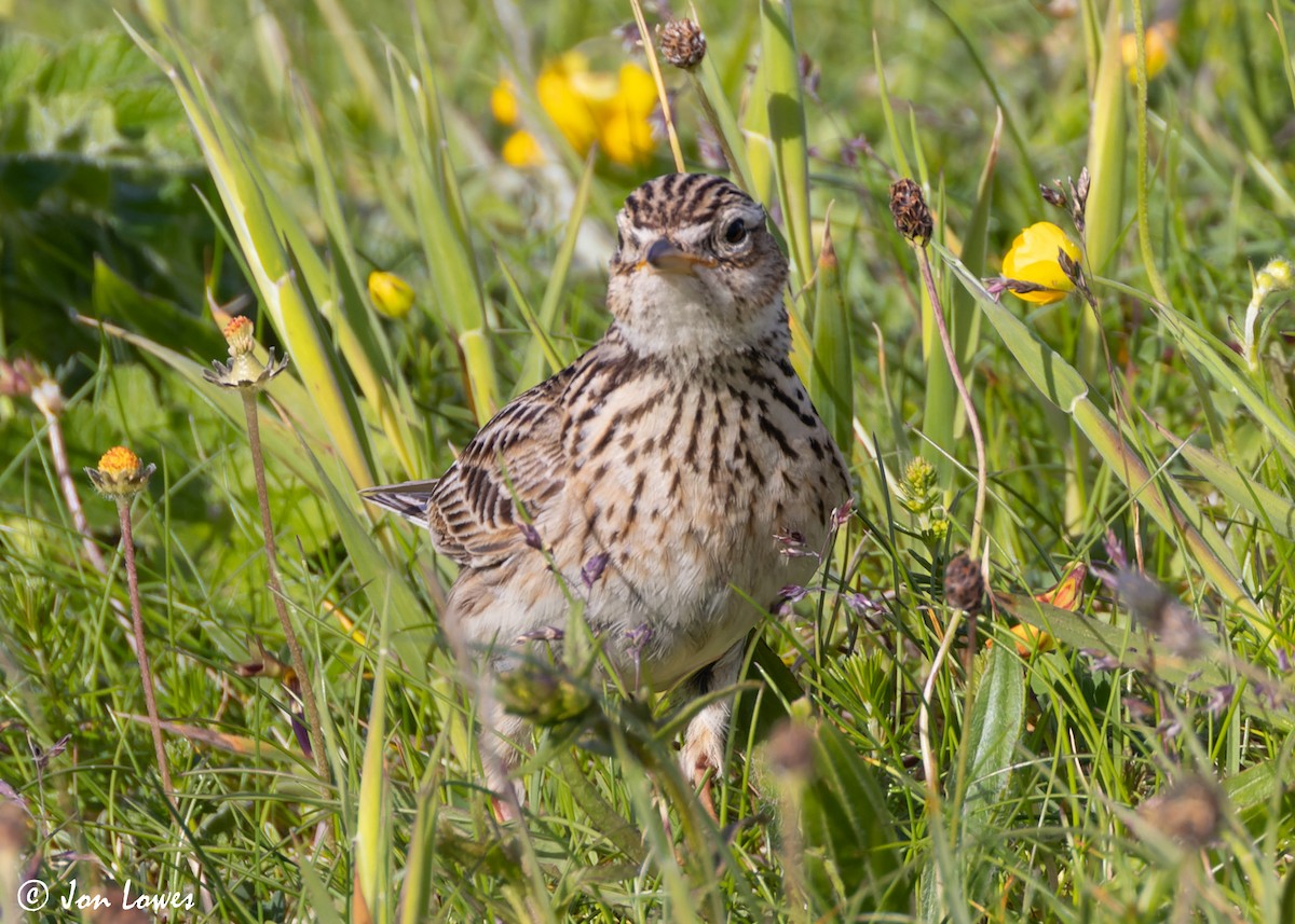 Eurasian Skylark (European) - ML620644056