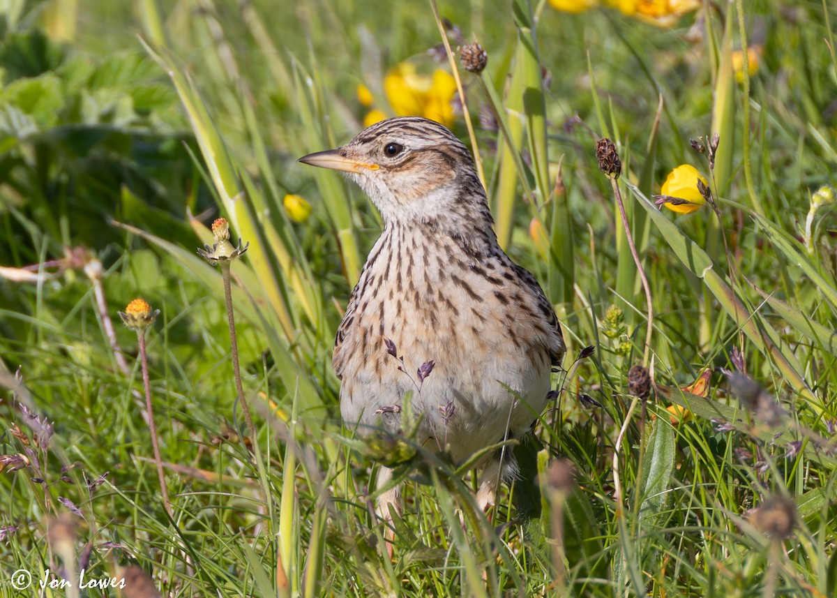 Eurasian Skylark (European) - ML620644057