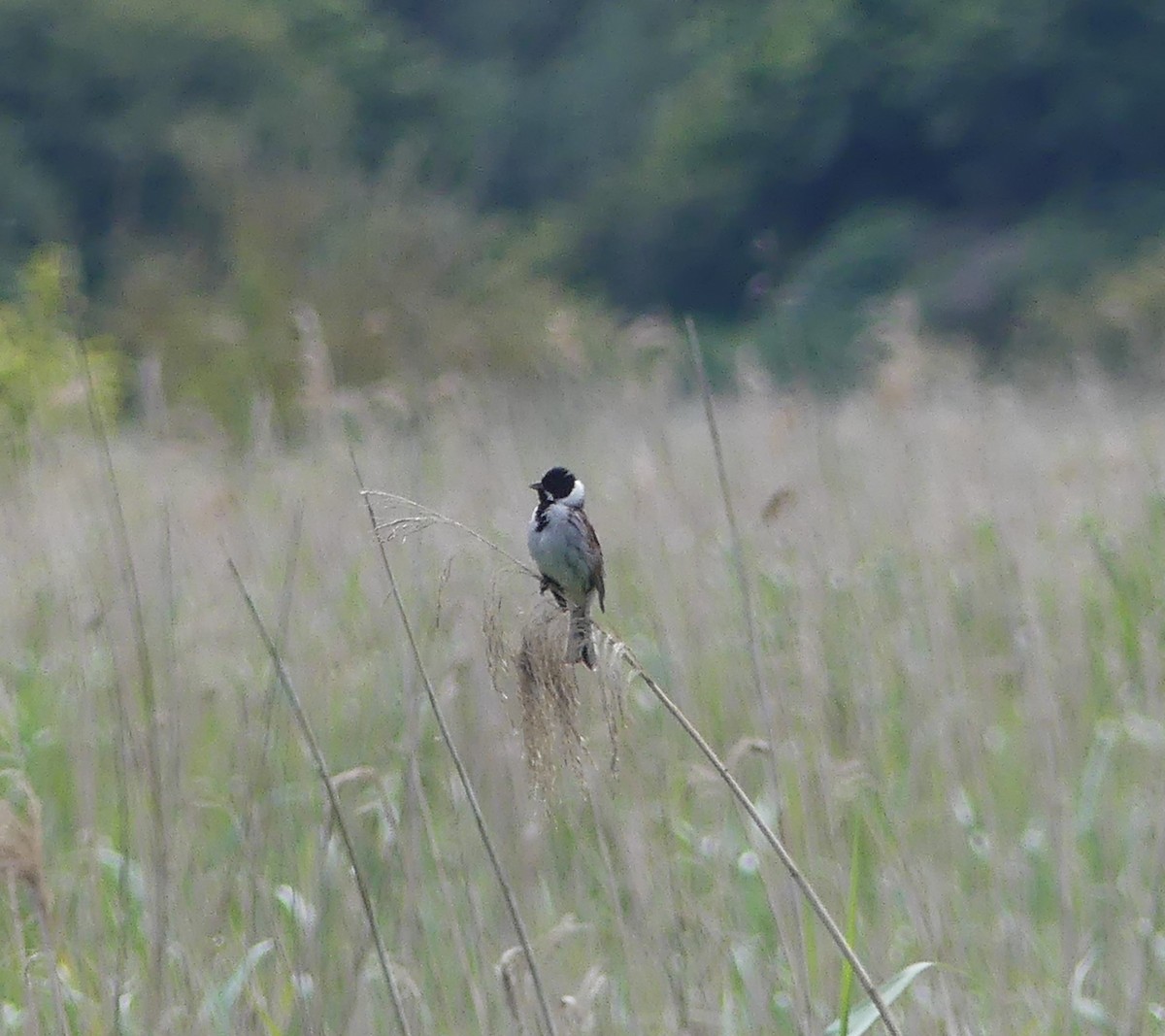 Reed Bunting - ML620644058