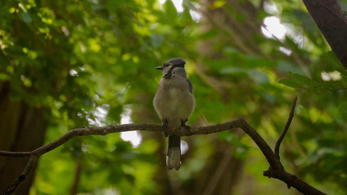 Blue Jay - ML620644064