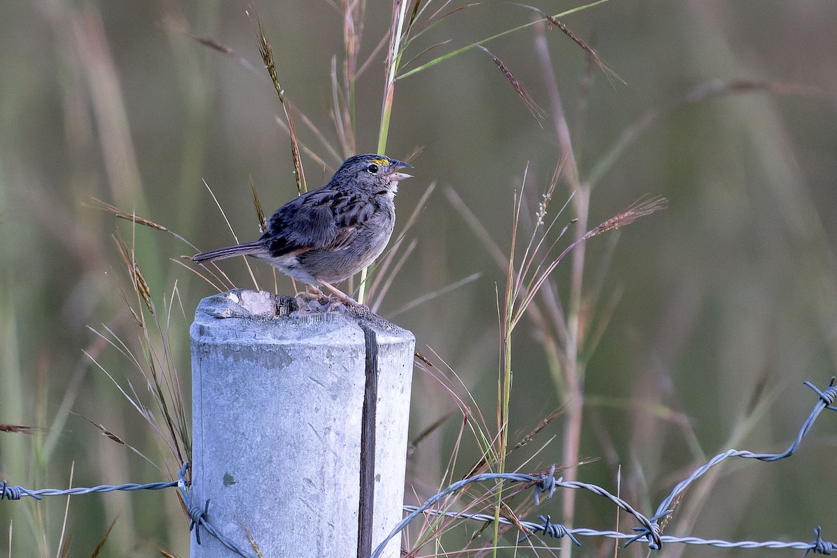 Grassland Sparrow - ML620644066