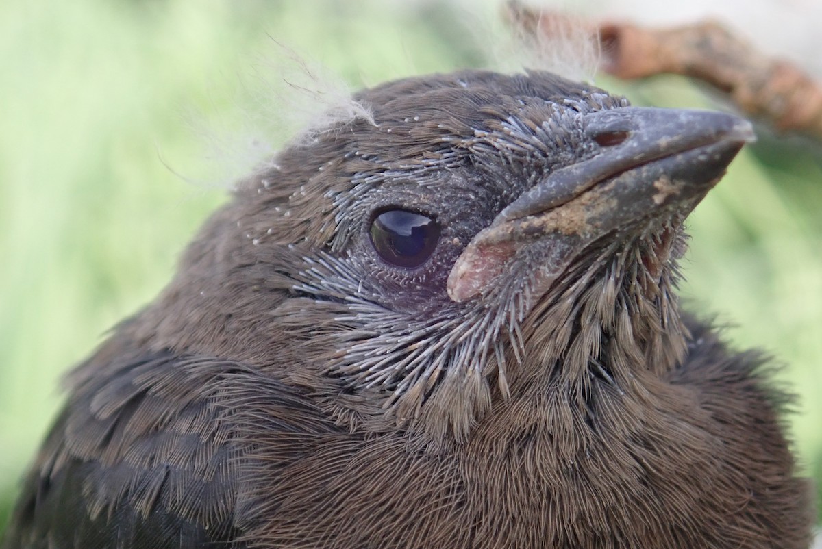 Brewer's Blackbird - ML620644067