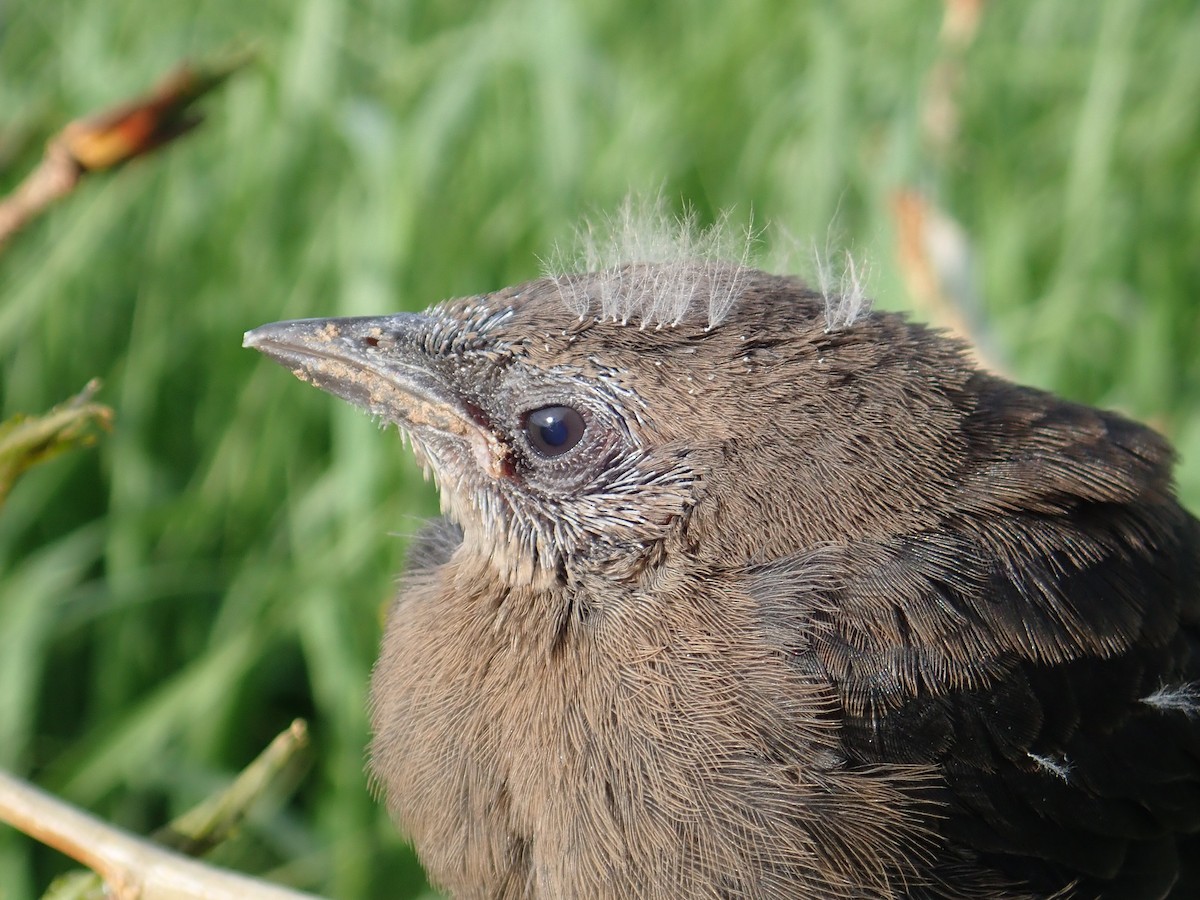 Brewer's Blackbird - ML620644068