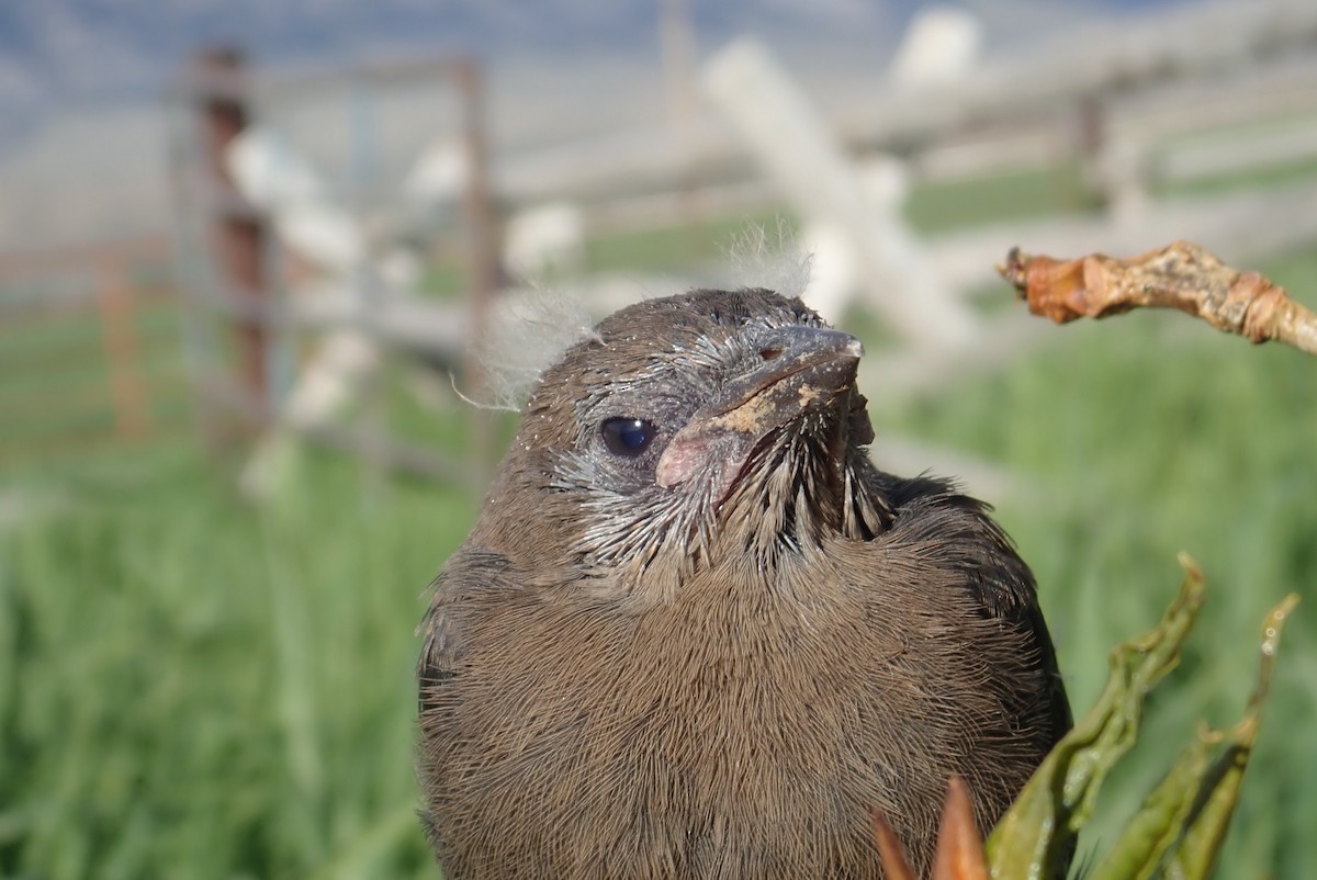 Brewer's Blackbird - ML620644069