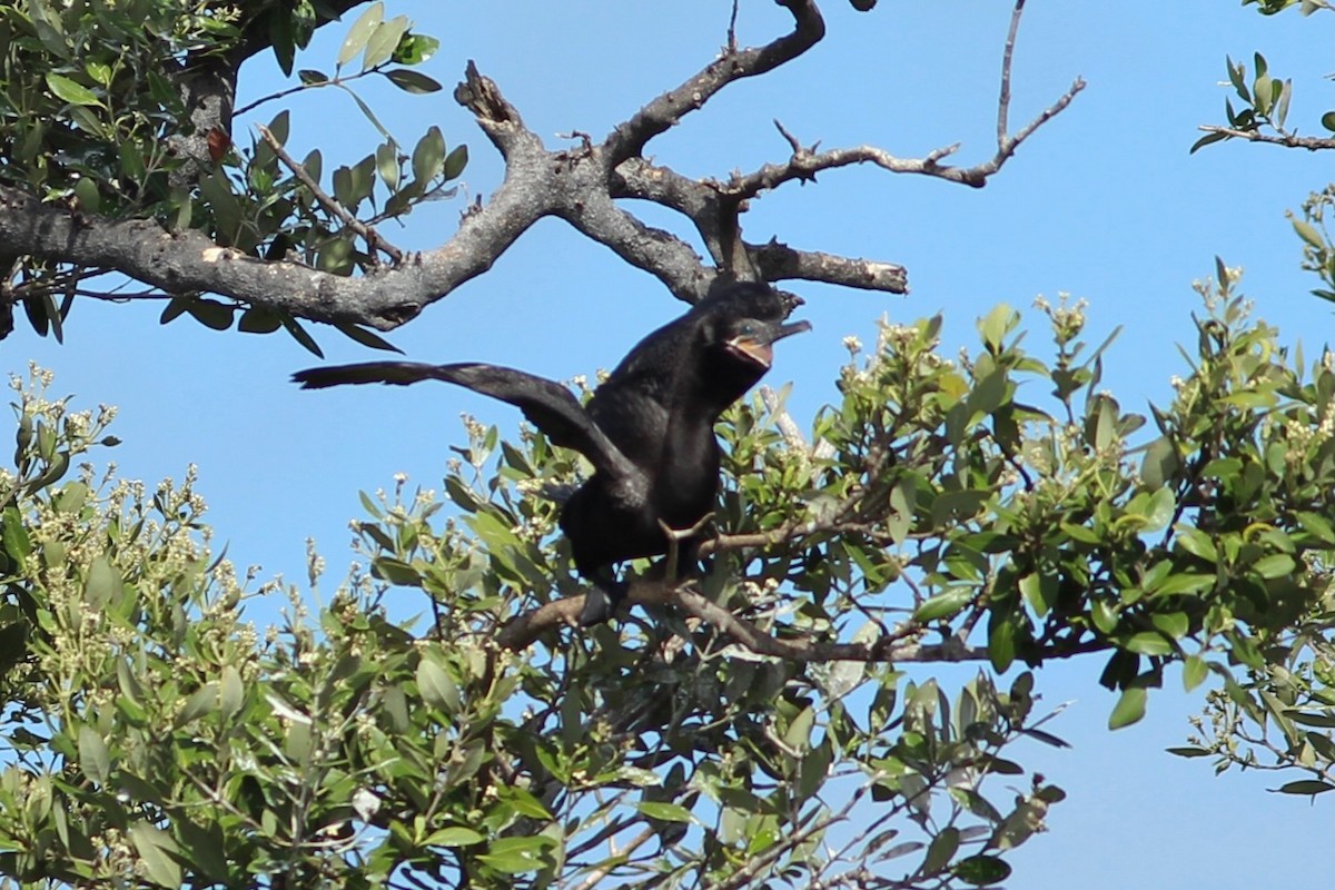 Cormorán Biguá - ML620644071