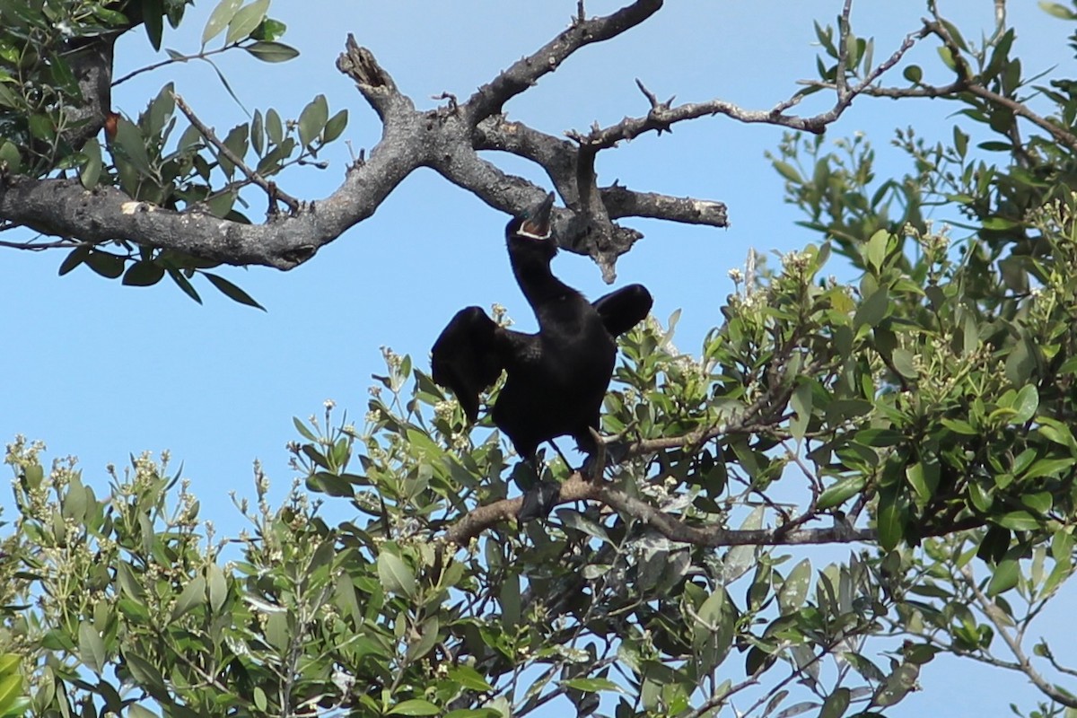 Neotropic Cormorant - ML620644072