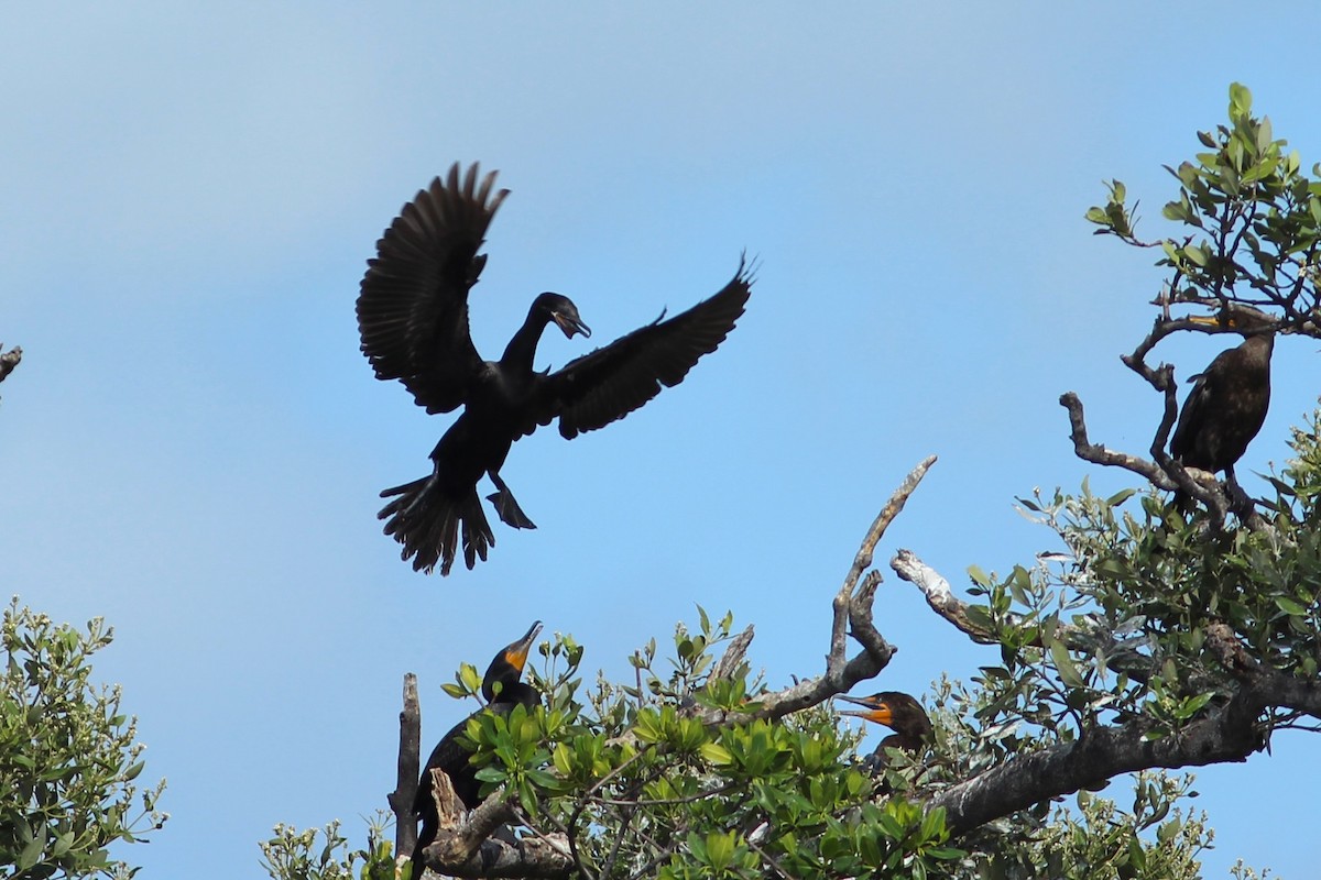 Neotropic Cormorant - ML620644074