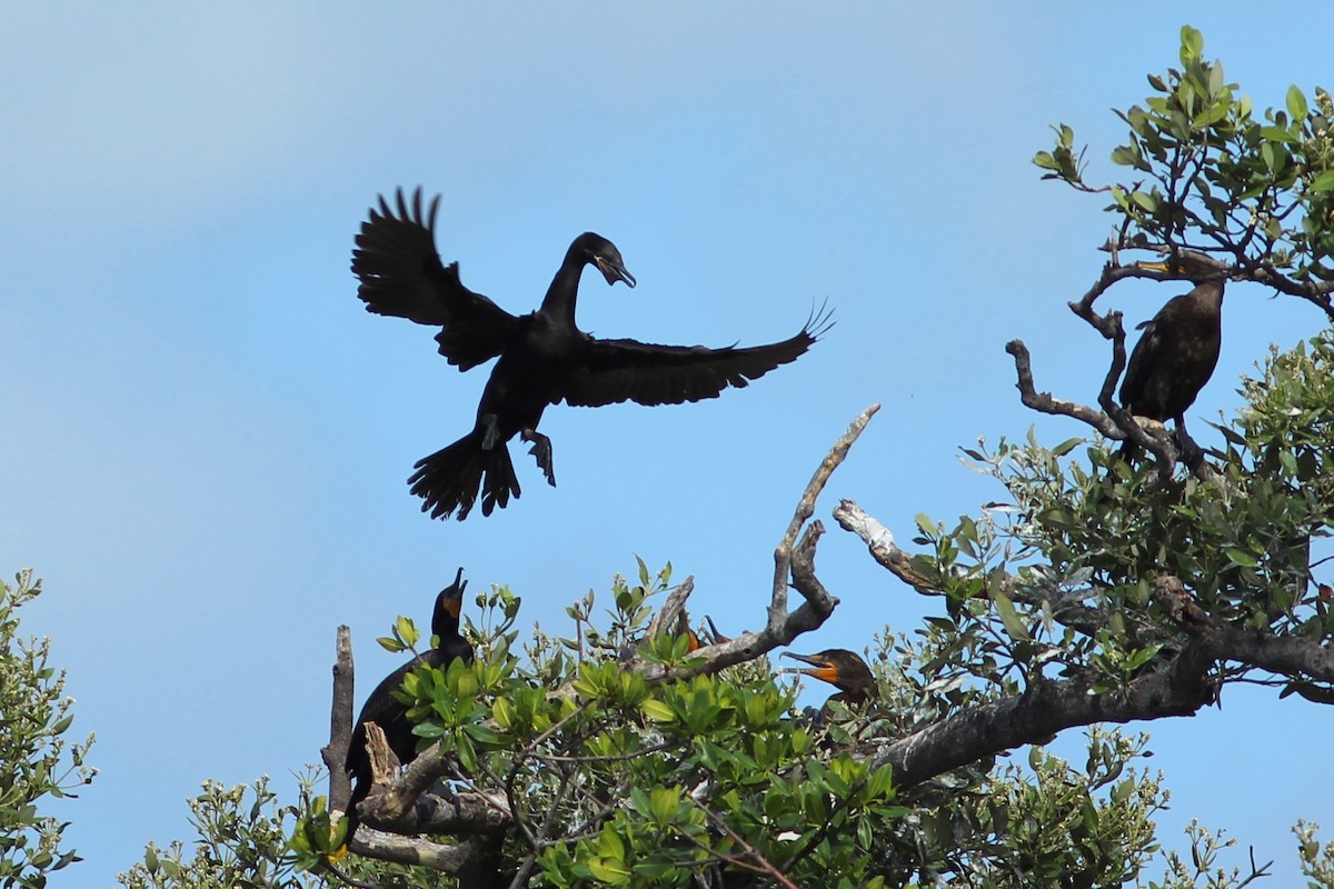 Neotropic Cormorant - ML620644077