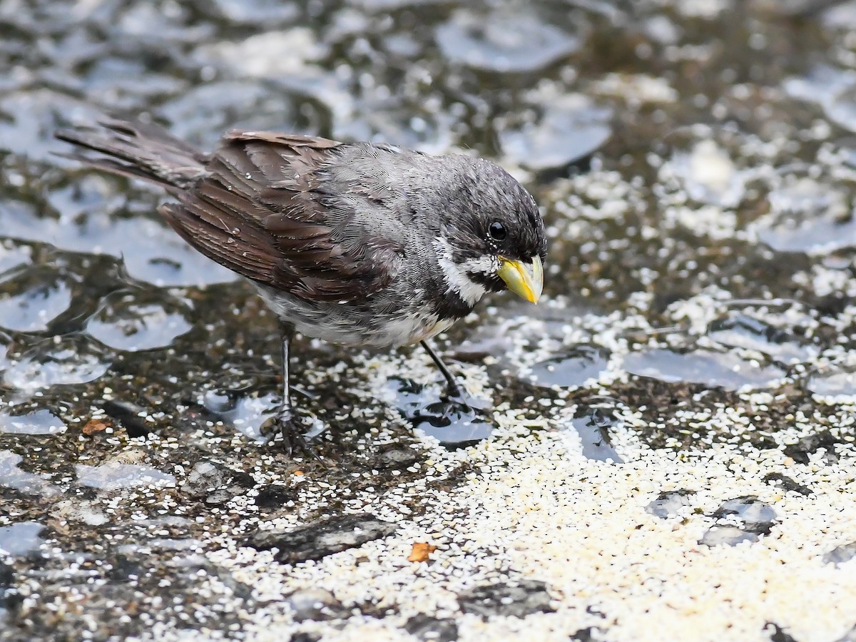 Double-collared Seedeater - ML620644087